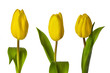Foto: drei gelbe Tulpen drei gelbe Tulpen