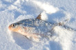 bream