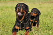 rottweilers, adulte et chiot rottweilers, adulte et chiot