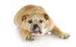 dog licking lips