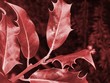 Ilex aquifolium