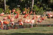 flamingos