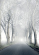 Allee | Nebel