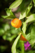 Mandarin tree ,close up photo with shallow DOF.. Mandarin tree ,close up photo with shallow DOF..