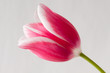 チューリップの花 tulip