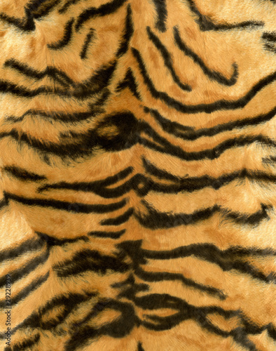 Foto: peau de tigre peau de tigre