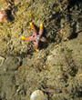 Sea Star / Star Fish