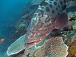 Potato Bass (grouper) hovering over plate coral