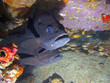 Two Cavebass hiding under a ledge
