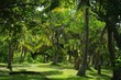 Arbres Nord