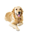 Photo: Golden retriever dog Golden retriever dog
