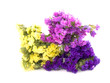 Statice flowers - Limonium Sinuatum