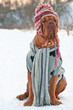 Dogue De Borgeaux dressed with hat, scarf and sweater on a snow