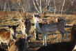 A group of young deer, fawn