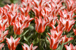 Photo: Tulips in red and white Tulips in red and white