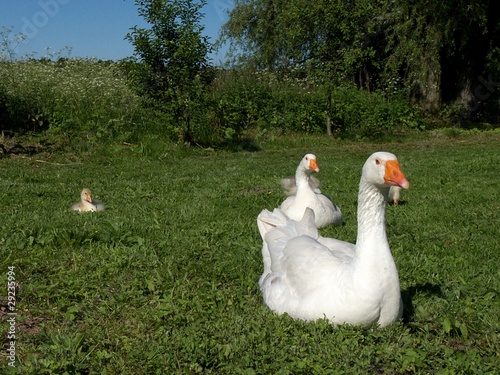 Photo: bio gaense bio gaense