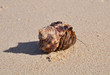 Foto: Einsiedlerkrebs am Strand Einsiedlerkrebs am Strand