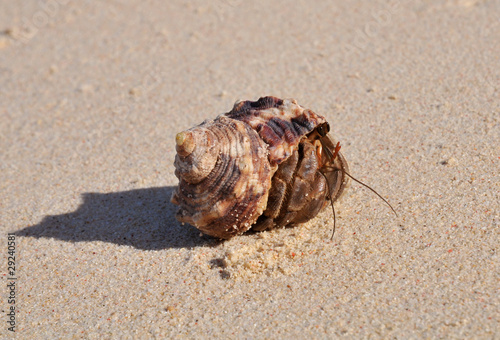 Photo: Einsiedlerkrebs am Strand Einsiedlerkrebs am Strand