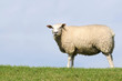 Schaf