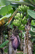 Bananenstaude