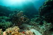 Photo: Stellate rabbitfish and tropical underwater life in the Red Sea. Stellate rabbitfish and tropical underwater life in the Red Sea.