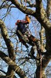 arboriculteur 2