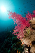 Tropical underwater life in the Red Sea.