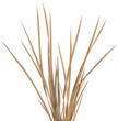 Ornamental Grass 1