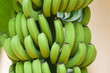Bananenstaude