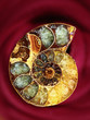Amonit fossil-stone
