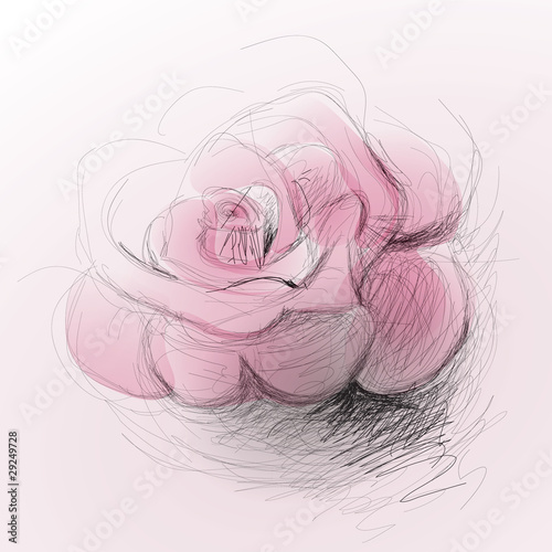 rose flower sketch. Rose flower / realistic sketch