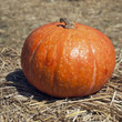 The orange pumpkin