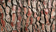pinaceous cortex