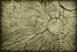 Realistic vector end of old log - background
