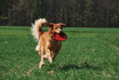 Frisbee