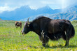 Photo en ligne au meilleur prix Black Tibetan yak