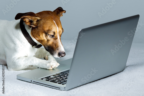 Photo: Dog using Laptop Dog using Laptop