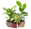 Group of window plant
