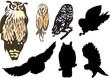 set of seven owls