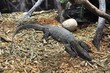 Large Lizard Large Lizard