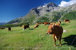 vaches à l'alpage