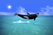 Killer Whale