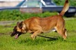 Tan Malinois
