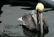 Photo: Solo Pelican Solo Pelican