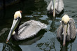 Photo: Swimming Pelicans Swimming Pelicans