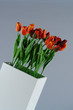 Tulpen