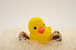 duckling and eggs