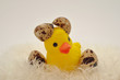 duckling hatched