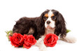 Photos : Cavalier King Charles Spaniel - Dog