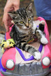 Cute kitten in red toy car